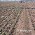 Zona de irrigação por gotejamento com estufa de vegetais